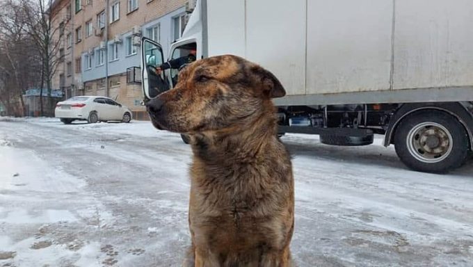 ?Пристрасті навколо пам'ятника собаці