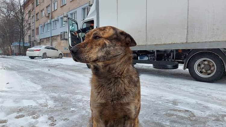?Пристрасті навколо пам'ятника собаці