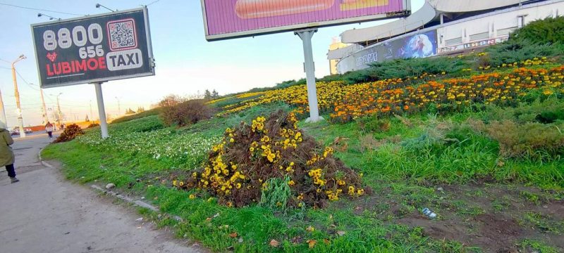 Комунальники викорчували чорнобривці, які висадили два місяці тому.