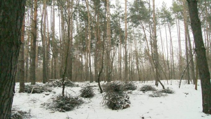 Злочин неймовірних розмірів у Піщанці 