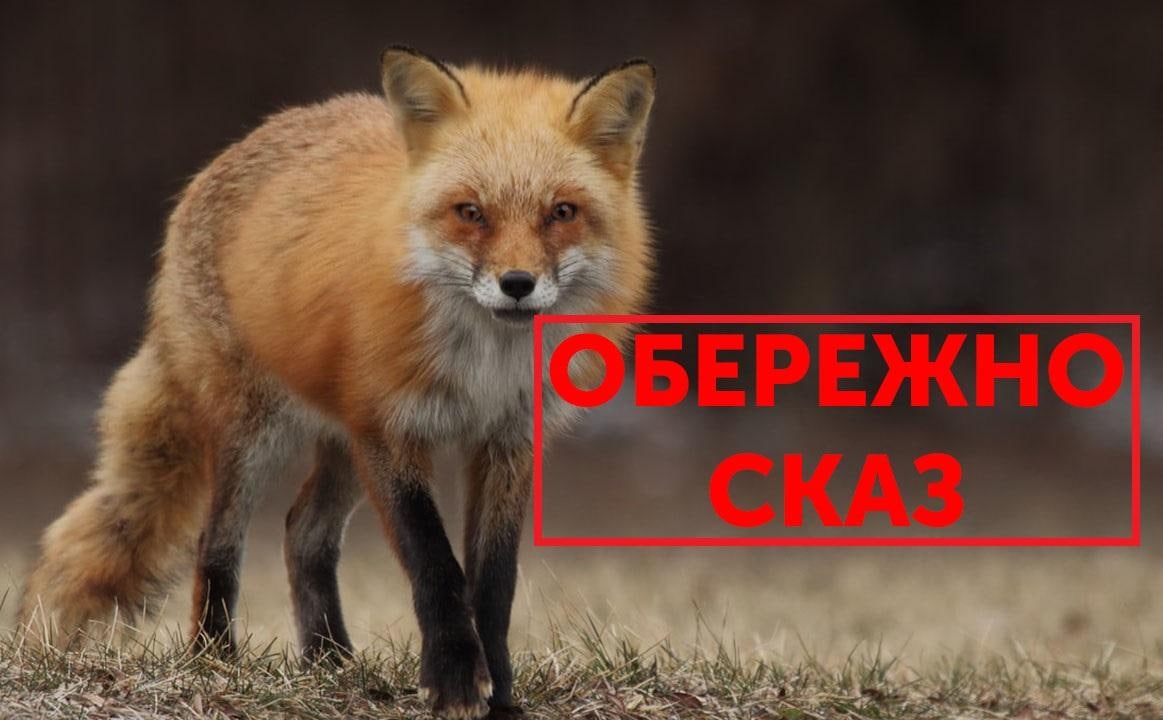 Офіційно! Оголошено карантин у лісах Дніпропетровщини